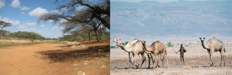 Pastoralism is frequently the best way to manage vast areas of land in a sustainable way. Photos: Jonathan Davies, IUCN, and Sue Cavanna, IIED
