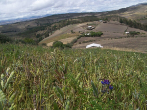 Lupin crops in the village of Pull San Pedro, Guamote. Photo: Nelson Mazón