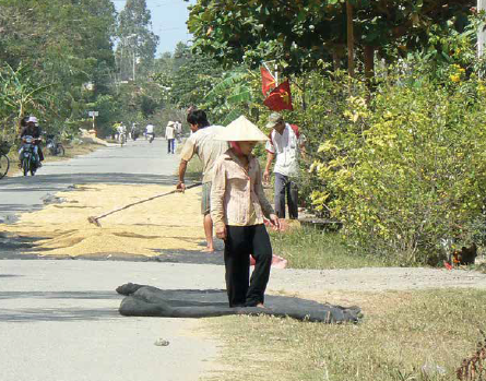 Drying seed in the Mekong Delta. Photo: CBDC-BUCAP