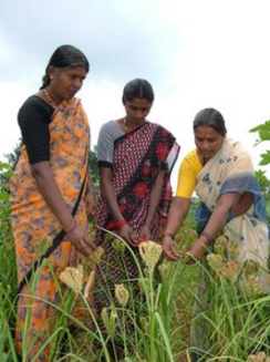 Women observing their finger millet plants. Photo: GREEN Foundation.