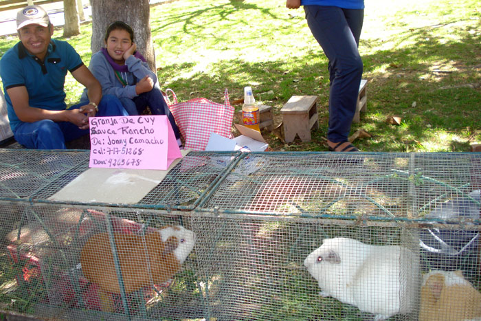 guinea pig market cages